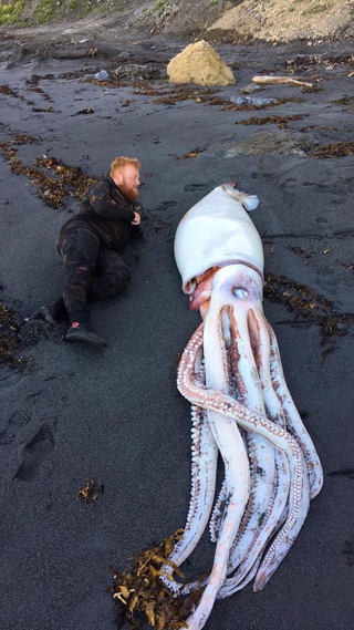 Illustration for article titled It's National Dog Da–Mother of God Look at This Giant Squid